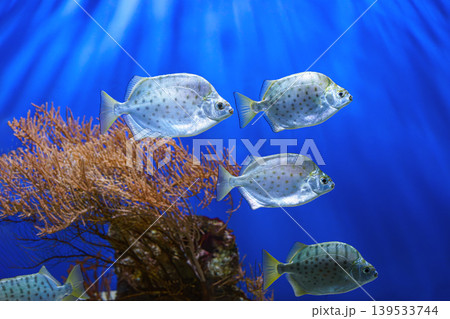 School of silver fish, Scatophagus argus or spotted scat, butterfish swimming on blue underwater 139533744