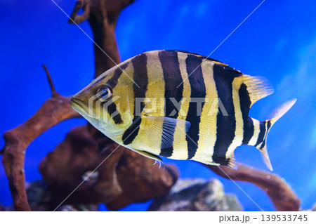 Striped tropical fish, Siamese tiger fish or Datnoid Tiger fish swimming in blue aquarium water 139533745