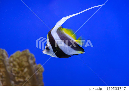 Pennant coralfish Heniochus acuminatus, longfin bannerfish, coachman swimming in blue aquarium water 139533747