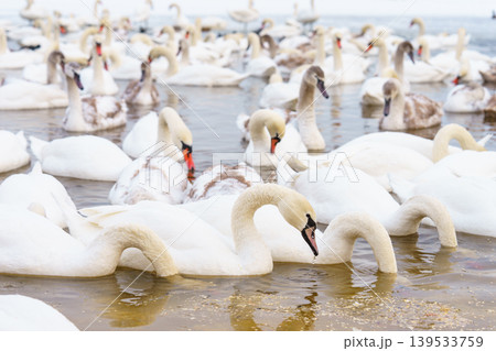 Large bird family, flock of white mute swans swimming together on icy winter lake, wildlife scene Large bird family, flock of white mute swans swimming together on icy winter lake, wildlife scene 139533759