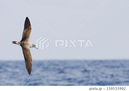 Cory's Shearwater, Calonectris borealis, in flight Cory's Shearwater, Calonectris borealis, in flight 139533992
