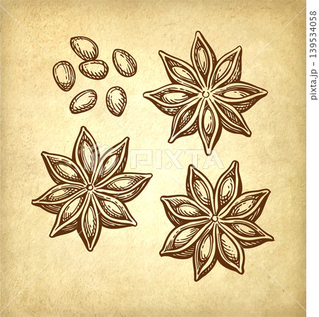 Star Anise ink sketch on old paper. Star Anise ink sketch on old paper. 139534058