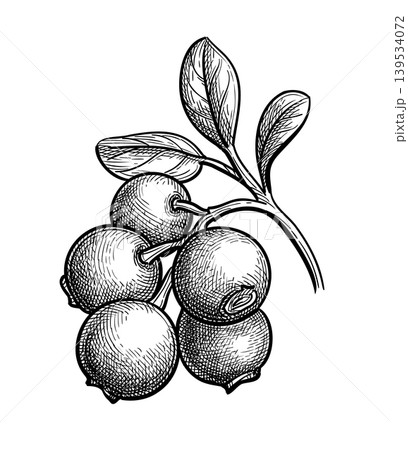 Lingonberry engraving illustration. Lingonberry engraving illustration. 139534072