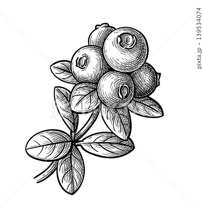 Lingonberry sprig. Hand-drawn ink sketch. 139534074