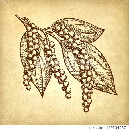 Pepper plant with peppercorns ink sketch 139534087