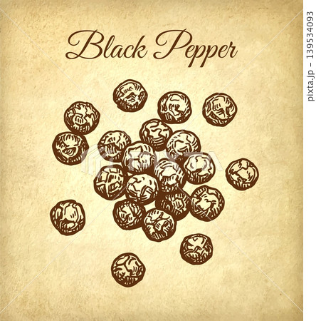 Black pepper ink sketch. Peppercorns engraving Black pepper ink sketch. Peppercorns engraving 139534093
