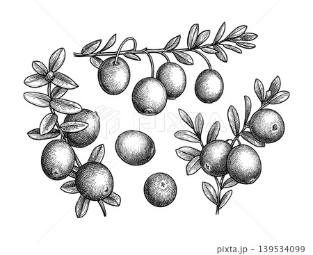 Cranberry ink sketches set. 139534099