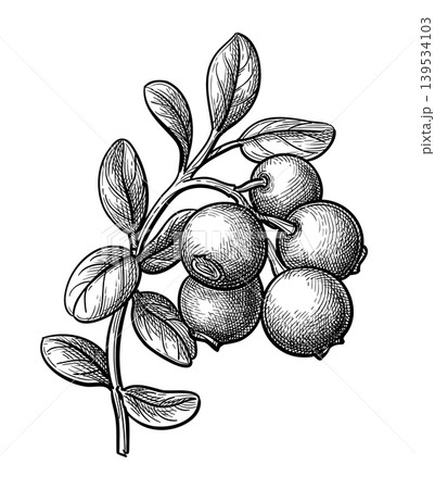 Lingonberry sprig ink sketch. 139534103