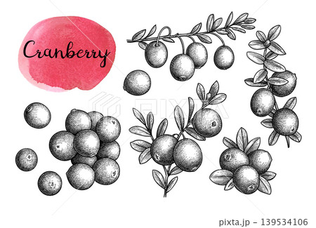 Cranberry ink sketches collection. 139534106