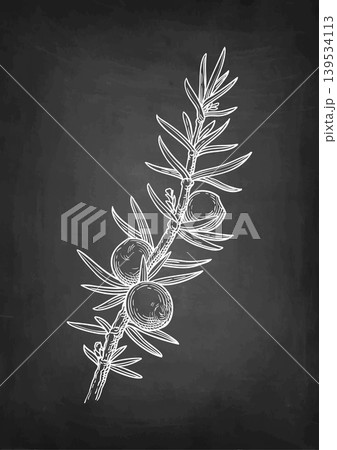 Chalk drawing of juniper branch on blackboard Chalk drawing of juniper branch on blackboard 139534113