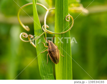 草にいるウズラカメムシ 草にいるウズラカメムシ 139534193