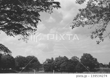 (モノクロフィルム)公園の大きな木 (モノクロフィルム)公園の大きな木 139534274
