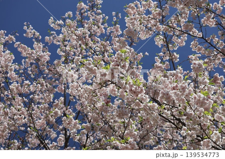 青空と満開のピンクの花びらの仙台吉野の桜の花が咲く風景 青空と満開のピンクの花びらの仙台吉野の桜の花が咲く風景 139534773