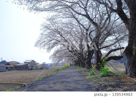 栃木県 栃木市 宮の桜堤 139534983