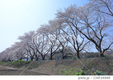 栃木県 栃木市 宮の桜堤 栃木県 栃木市 宮の桜堤 139534989
