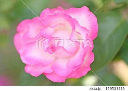 蜂ヶ峰の薔薇 139535513