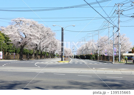 かしの森公園前の桜並木/栃木県 芳賀町 かしの森公園前の桜並木/栃木県 芳賀町 139535665