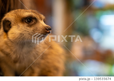 Animal Café 百奇夜行 Animal Café 百奇夜行 139535674