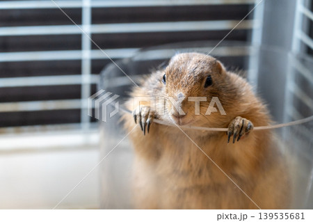 Animal Café 百奇夜行 Animal Café 百奇夜行 139535681