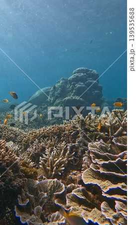 Dense turbinaria mesenterina growing among staghorn corals inhabited by lemon damsels and black tang in the renown diving destination in Dauin, Philippines Dense turbinaria mesenterina growing among staghorn corals inhabited by lemon damsels and black tang in the renown diving destination in Dauin, Philippines 139535688