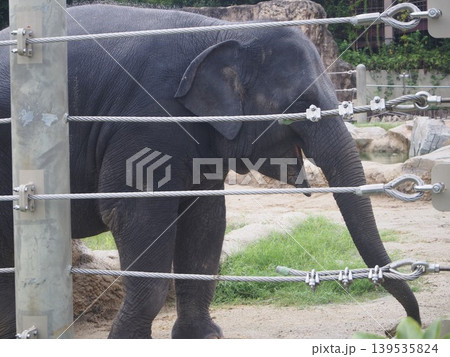 動物園のゾウ 139535824