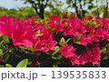 赤いツツジの花 139535833