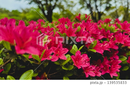 赤いツツジの花 139535833
