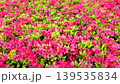 満開のつつじ 139535834