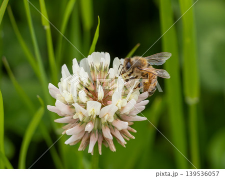 シロツメクサの花にとまっているセイヨウミツバチ 139536057