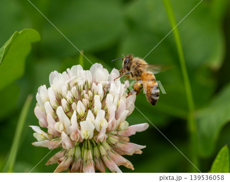 シロツメクサの花にとまっているセイヨウミツバチ シロツメクサの花にとまっているセイヨウミツバチ 139536058