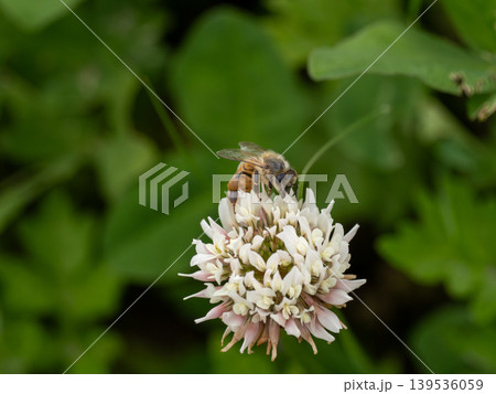 シロツメクサの花にとまっているセイヨウミツバチ 139536059