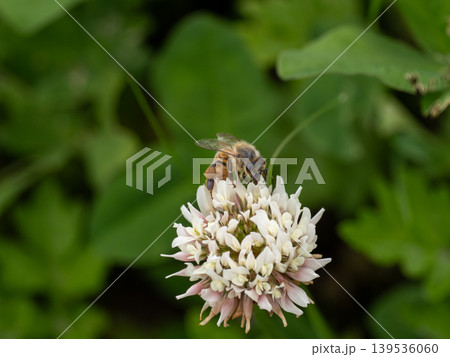 シロツメクサの花にとまっているセイヨウミツバチ シロツメクサの花にとまっているセイヨウミツバチ 139536060