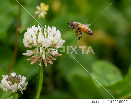 シロツメクサの花にとまろうとしているセイヨウミツバチ シロツメクサの花にとまろうとしているセイヨウミツバチ 139536065