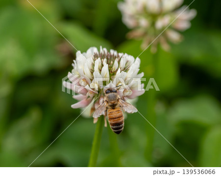 シロツメクサの花にとまっているセイヨウミツバチ 139536066