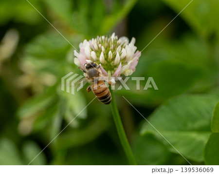 シロツメクサの花にとまっているセイヨウミツバチ 139536069