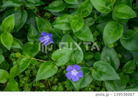 道端に咲くツルニチニチソウの花 道端に咲くツルニチニチソウの花 139536087