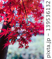 真っ赤な紅葉 139536132