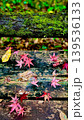 苔の上に落ちた紅葉 139536133