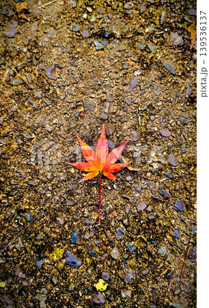 石畳に落ちた紅葉 石畳に落ちた紅葉 139536137