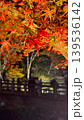 鮮やかな紅葉 139536142