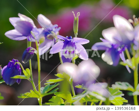 春の庭に咲くオダマキの花 春の庭に咲くオダマキの花 139536168
