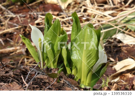 ミズバショウ 水芭蕉 北海道春の花 ミズバショウ 水芭蕉 北海道春の花 139536310