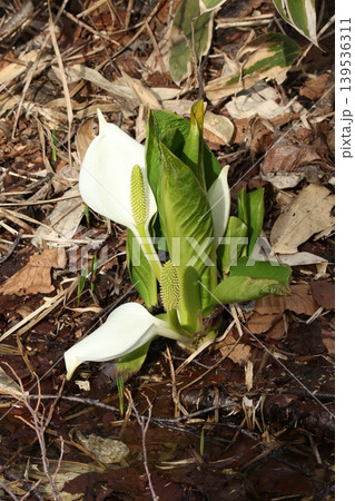 ミズバショウ　水芭蕉　北海道春の花 139536311