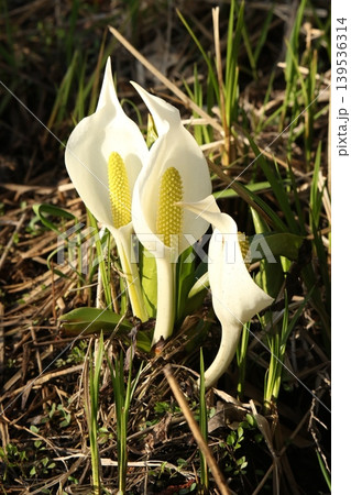 ミズバショウ 水芭蕉 北海道春の花 ミズバショウ 水芭蕉 北海道春の花 139536314