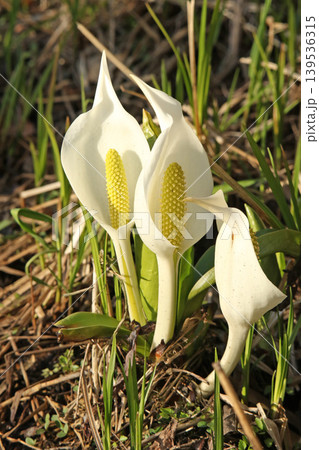 ミズバショウ 水芭蕉 北海道春の花 ミズバショウ 水芭蕉 北海道春の花 139536315