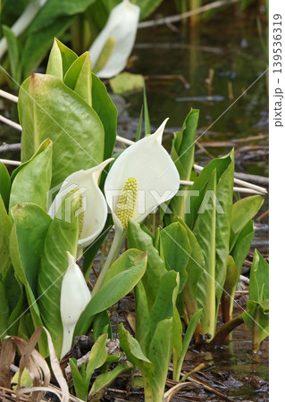 ミズバショウ 水芭蕉 北海道春の花 ミズバショウ 水芭蕉 北海道春の花 139536319