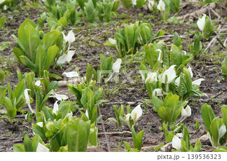 ミズバショウ 水芭蕉 北海道春の花 ミズバショウ 水芭蕉 北海道春の花 139536323