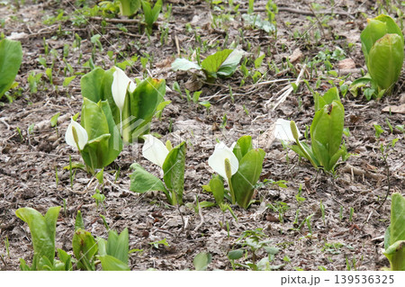 ミズバショウ　水芭蕉　北海道春の花 139536325