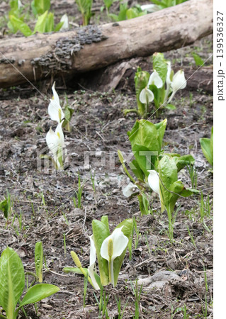 ミズバショウ　水芭蕉　北海道春の花 139536327