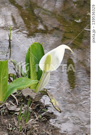 ミズバショウ 水芭蕉 北海道春の花 ミズバショウ 水芭蕉 北海道春の花 139536329
